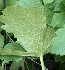 Sanicula crassicaulis