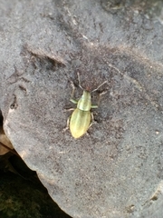 Naupactus auripes