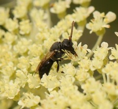Hylaeus punctatus