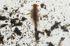 Branchinecta cornigera