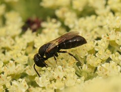 Hylaeus punctatus