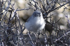 Polioptila