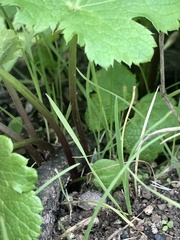 Sanicula crassicaulis