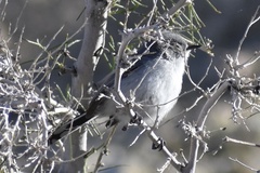 Polioptila