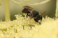 Hylaeus punctatus