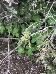Sanicula crassicaulis