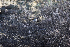 Polioptila