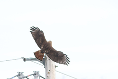 Buteo jamaicensis × lineatus