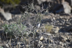 Polioptila