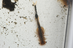 Branchinecta cornigera