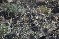 Polioptila
