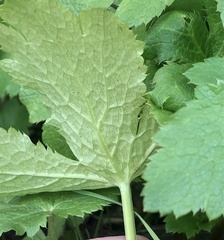 Sanicula crassicaulis