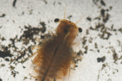 Branchinecta cornigera