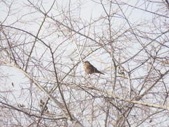 Turdus iliacus