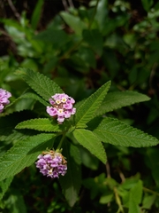 Lantana fucata