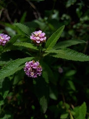 Lantana fucata