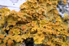 Xanthoria parietina