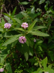 Lantana fucata