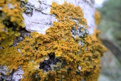 Xanthoria parietina
