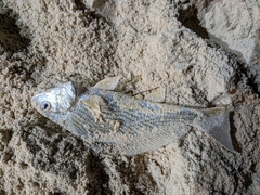 Micropogonias undulatus