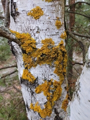 Xanthoria parietina