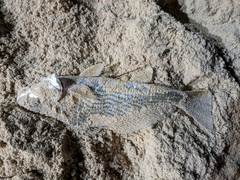 Micropogonias undulatus
