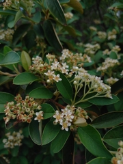 Cotoneaster pannosus