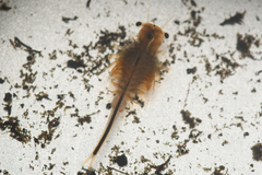 Branchinecta cornigera