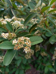 Cotoneaster pannosus