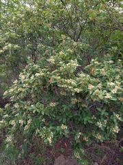 Cotoneaster pannosus