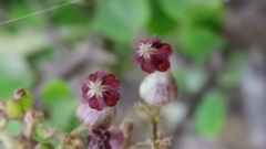 Ceropegia bulbosa