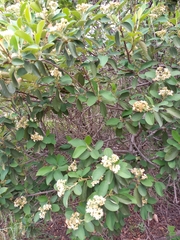 Cotoneaster pannosus