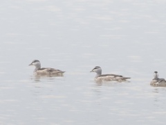 Nettapus coromandelianus