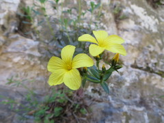 Linum arboreum