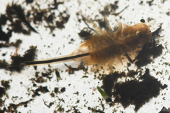 Branchinecta cornigera