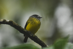 Myiotriccus ornatus
