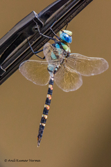 Anax immaculifrons