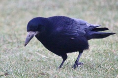 Corvus frugilegus