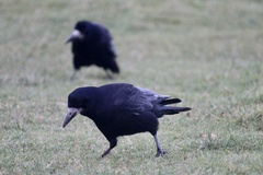 Corvus frugilegus