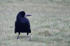 Corvus frugilegus