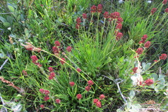 Triantha occidentalis