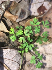 Chaerophyllum tainturieri