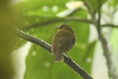 Pseudotriccus pelzelni