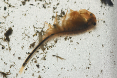 Branchinecta cornigera