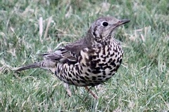 Turdus viscivorus