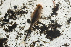 Branchinecta cornigera