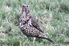Turdus viscivorus