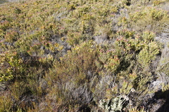 Lamprotis