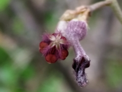 Ceropegia bulbosa