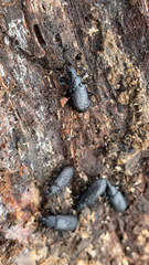 Alobates pensylvanicus